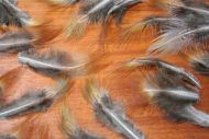 Cock Pheasant Rump Feathers 5 gram Pack