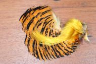 Golden Pheasant Head Natural 2nd Quality 