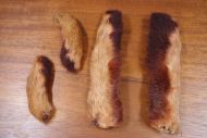 Snowshoe Rabbit Feet Rust