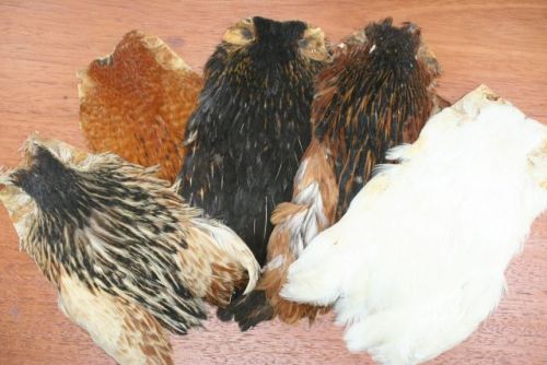 5 Indian Hen Capes