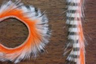 Tiger Barred Rabbit Strips White Black Barred Over Hot Orange