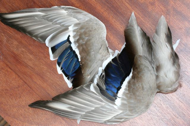Mallard Wings