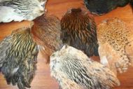 Indian Hen Capes 5 Mixed Natural Colours