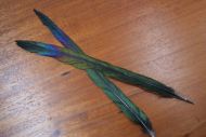 Magpie Centre Tail Feathers