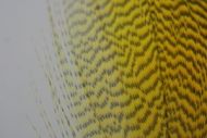 Mallard Flank Dyed Picric Yellow