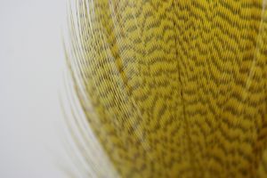 Mallard Flank Dyed Golden Olive