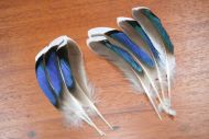 7 mallard speculum feathers