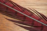 Cock Pheasant Tails Dyed Claret