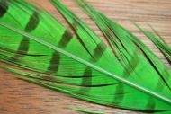 Cock Pheasant Tails Dyed Green