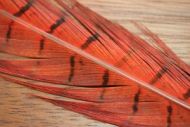 Cock Pheasant Tails Dyed Red