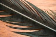 Cock Pheasant Tails Dyed Black