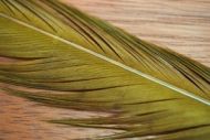 Cock Pheasant Tails Dyed Sunburst Olive