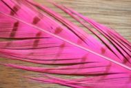 Cock Pheasant Tails Dyed Hot Pink