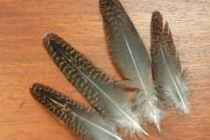 Grouse Speckled Tail Feathers