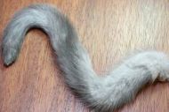 Mink Tail Silver Grey