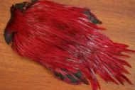 Lathkill Dyed Indian Badger Salmon Cock Capes Claret