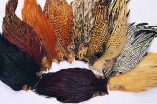 Indian Cock Cape 5 Mixed Colours